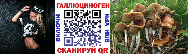darknet клад купить Тихвин Псилоцибиновые грибы Psilocybine cubensis